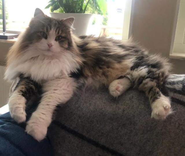 Sibirisk katt Elliot